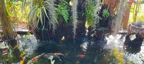 Cheunjai Restaurant pond
